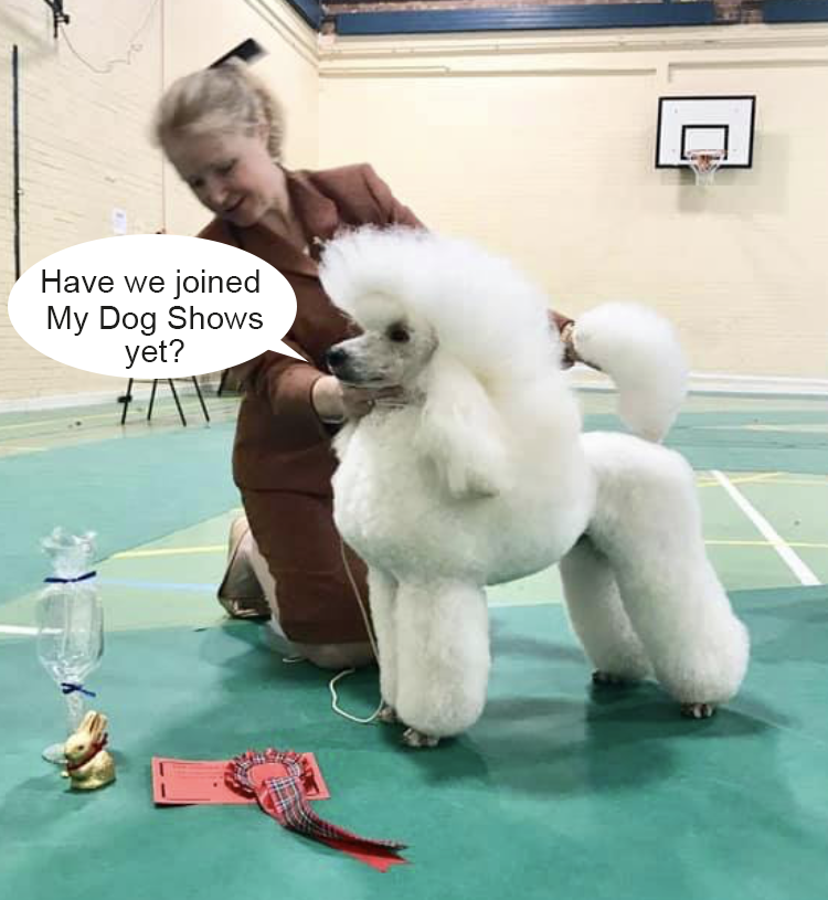 Dog At Show